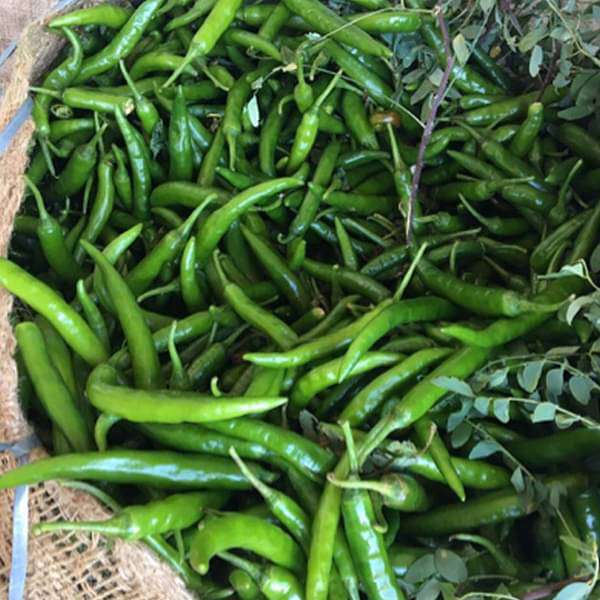 Chilli Vegetable Seeds